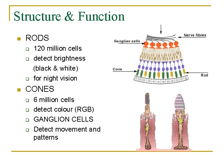 Structure & Function n RODS q q q n 120 million cells detect brightness