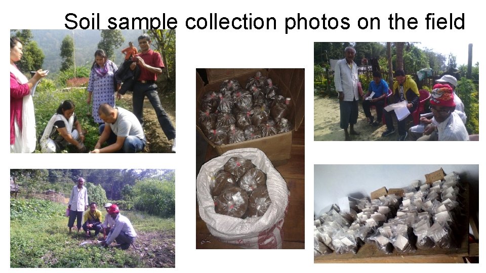 Soil sample collection photos on the field 