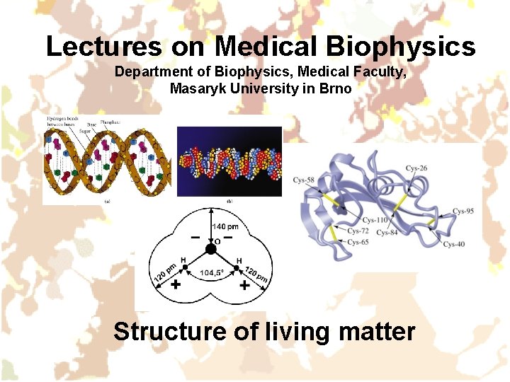 Lectures on Medical Biophysics Department of Biophysics, Medical Faculty, Masaryk University in Brno Structure