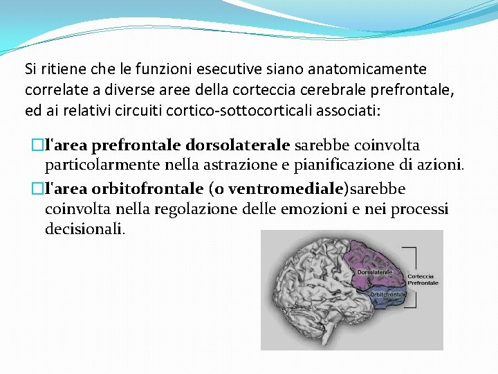 Si ritiene che le funzioni esecutive siano anatomicamente correlate a diverse aree della corteccia