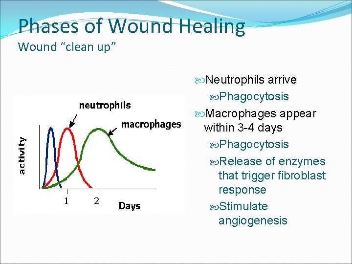 Phases of Wound Healing Wound “clean up” Neutrophils arrive Phagocytosis Macrophages appear within 3