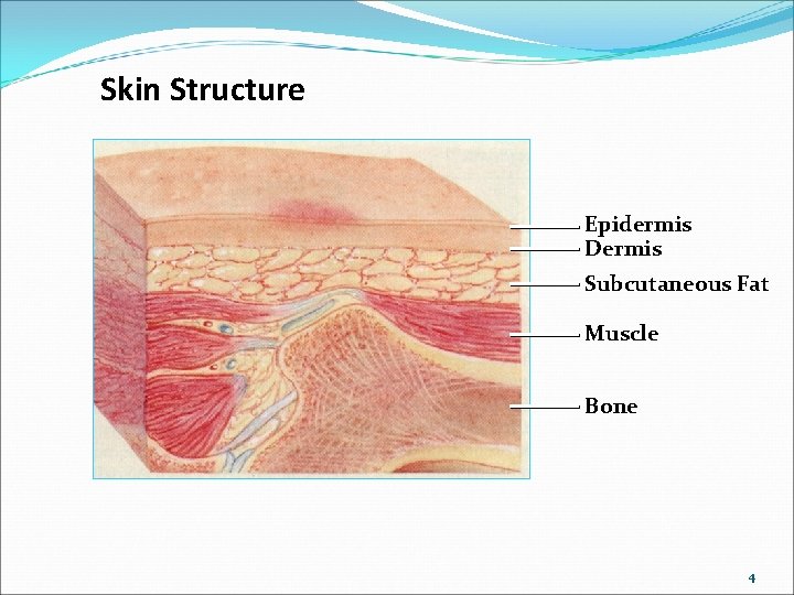 Skin Structure Epidermis Dermis Subcutaneous Fat Muscle Bone 4 