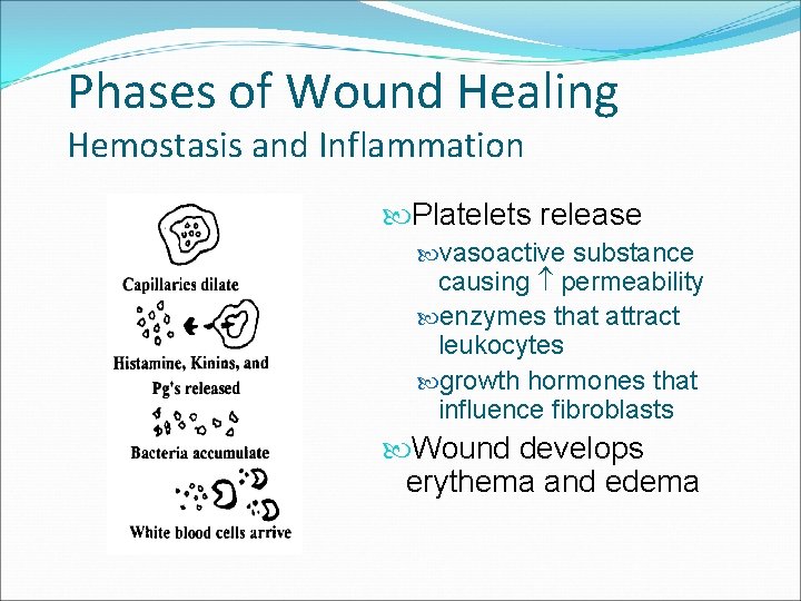 Phases of Wound Healing Hemostasis and Inflammation Platelets release vasoactive substance causing permeability enzymes