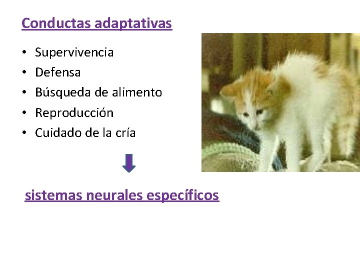 Conductas adaptativas • • • Supervivencia Defensa Búsqueda de alimento Reproducción Cuidado de la