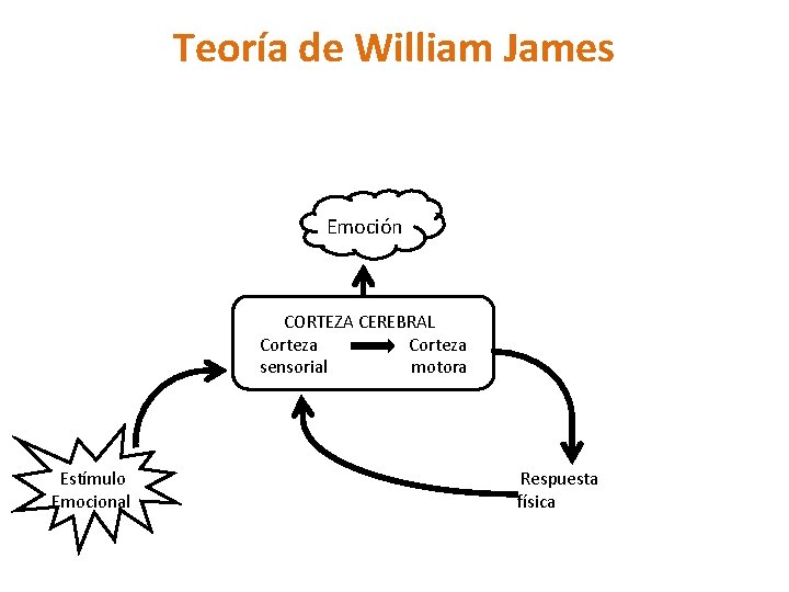 Teoría de William James Emoción CORTEZA CEREBRAL Corteza sensorial motora Estímulo Emocional Respuesta física