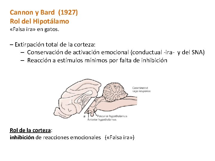 Cannon y Bard (1927) Rol del Hipotálamo «Falsa ira» en gatos. – Extirpación total