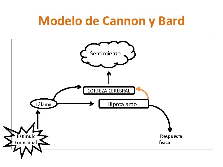 Modelo de Cannon y Bard Sentimiento CORTEZA CEREBRAL Tálamo Estímulo Emocional Hipotálamo Respuesta física