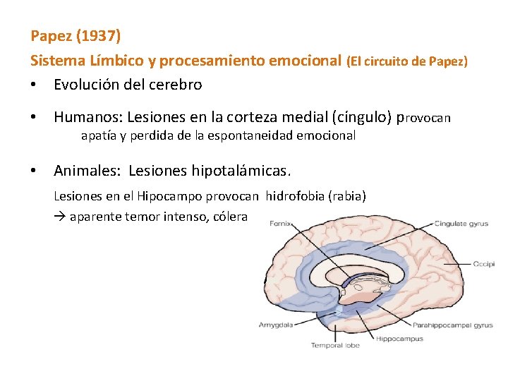 Papez (1937) Sistema Límbico y procesamiento emocional (El circuito de Papez) • Evolución del
