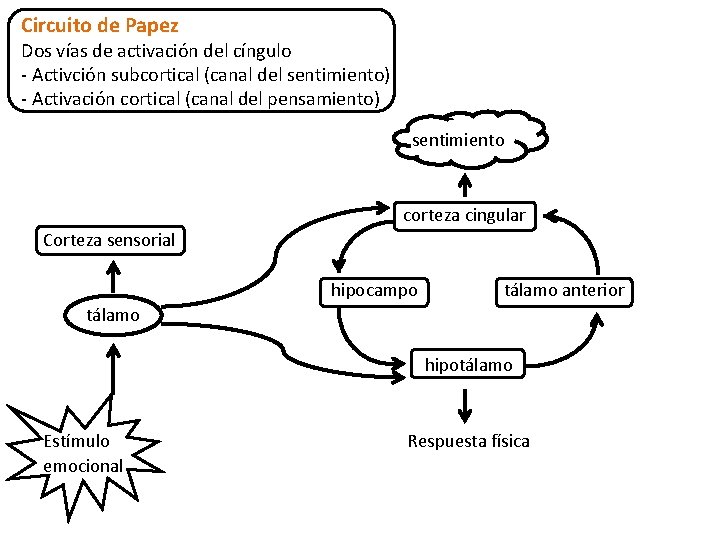 Circuito de Papez Dos vías de activación del cíngulo - Activción subcortical (canal del