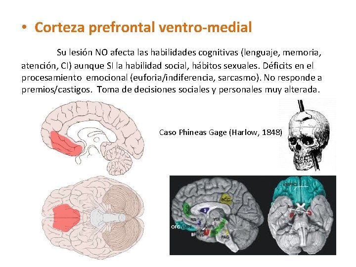  • Corteza prefrontal ventro-medial Su lesión NO afecta las habilidades cognitivas (lenguaje, memoria,