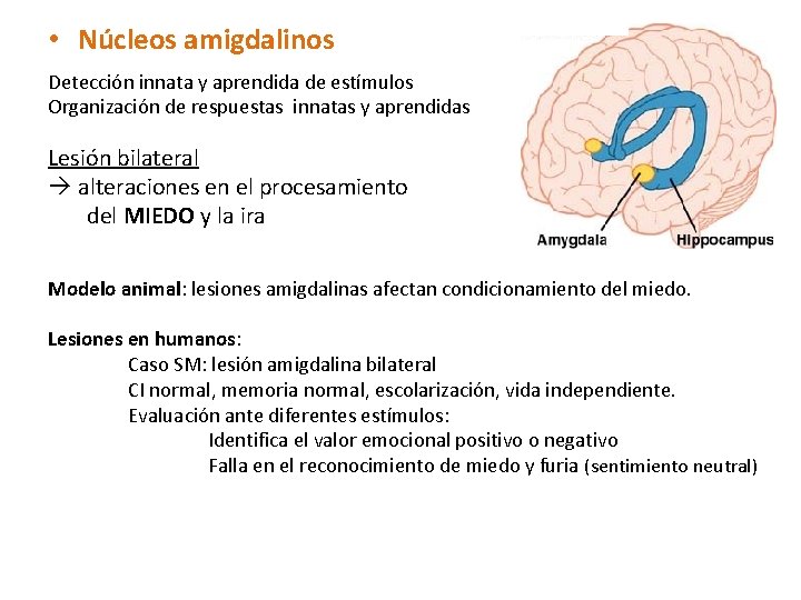  • Núcleos amigdalinos Detección innata y aprendida de estímulos Organización de respuestas innatas