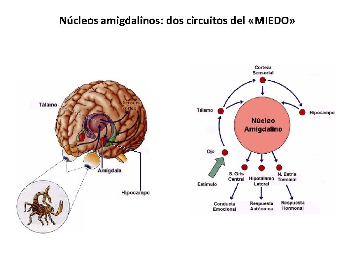 Núcleos amigdalinos: dos circuitos del «MIEDO» 