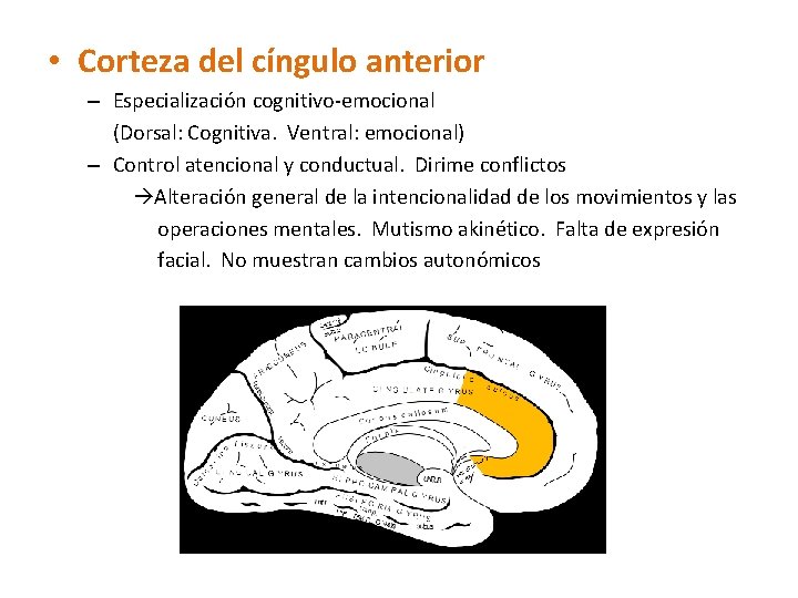  • Corteza del cíngulo anterior – Especialización cognitivo-emocional (Dorsal: Cognitiva. Ventral: emocional) –