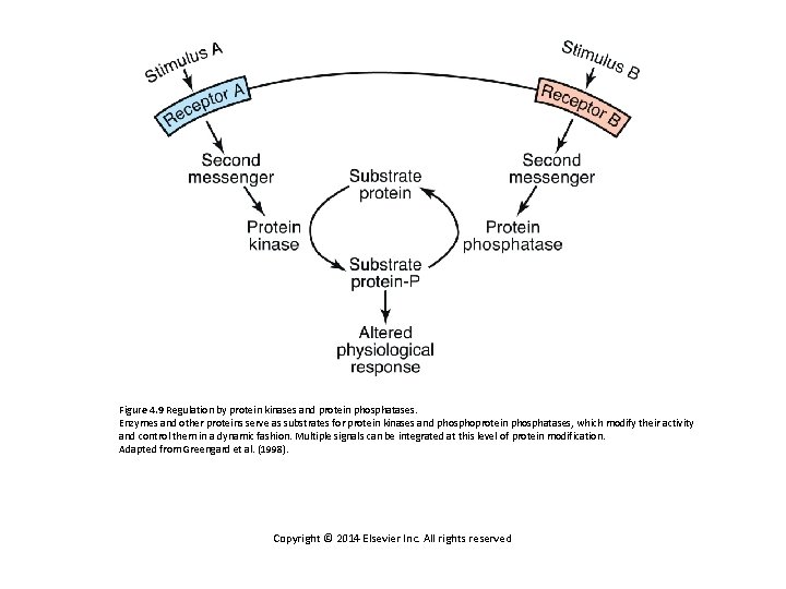 Figure 4. 9 Regulation by protein kinases and protein phosphatases. Enzymes and other proteins