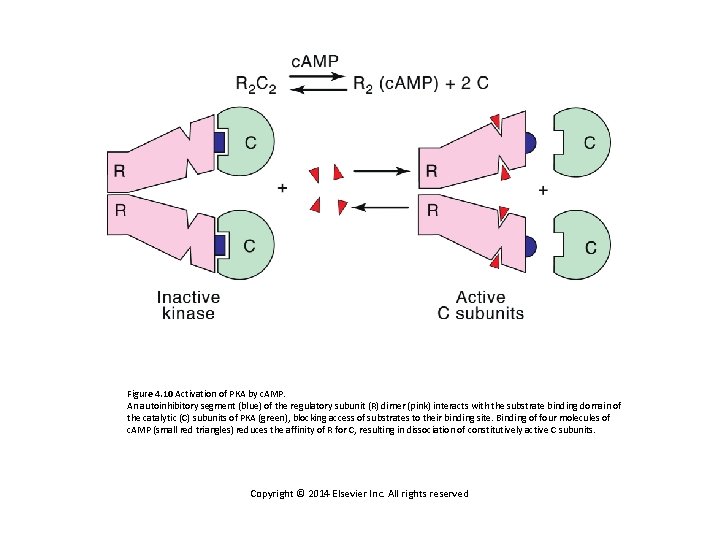 Figure 4. 10 Activation of PKA by c. AMP. An autoinhibitory segment (blue) of