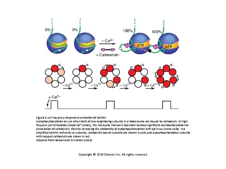 Figure 4. 13 Frequency-dependent activation of Ca. MKII. Autophosphorylation occurs when both of two