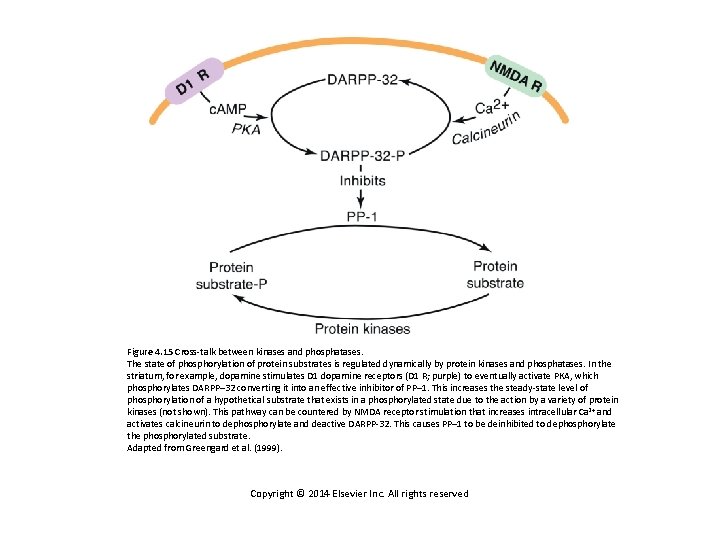 Figure 4. 15 Cross-talk between kinases and phosphatases. The state of phosphorylation of protein