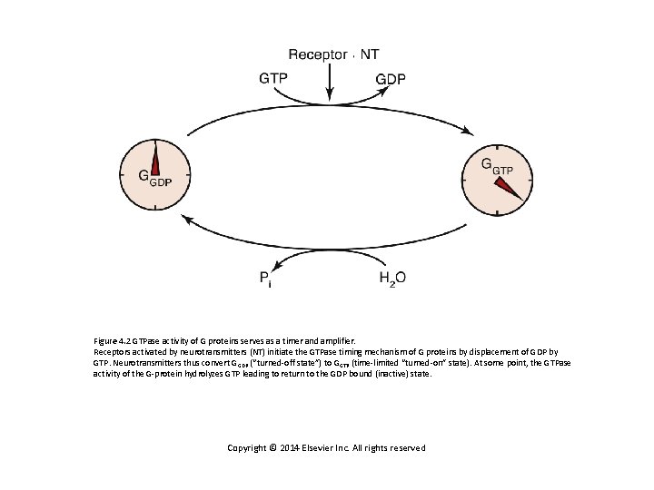 Figure 4. 2 GTPase activity of G proteins serves as a timer and amplifier.