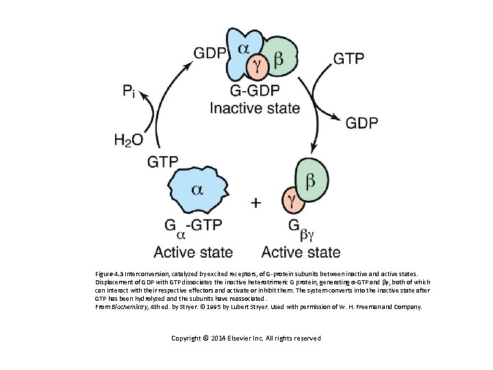 Figure 4. 3 Interconversion, catalyzed by excited receptors, of G-protein subunits between inactive and