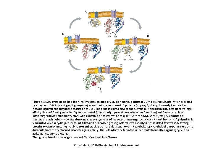 Figure 4. 4 (A) G proteins are held in an inactive state because of