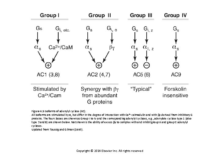 Figure 4. 5 Isoforms of adenylyl cyclase (AC). All isoforms are stimulated by αs