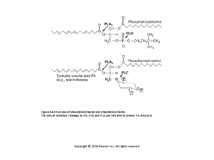 Figure 4. 6 Structures of phosphatidylinositol and phosphatidylcholine. The sites of hydrolytic cleavage by