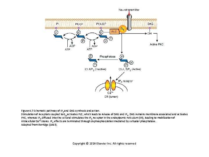 Figure 4. 7 Schematic pathway of IP 3 and DAG synthesis and action. Stimulation