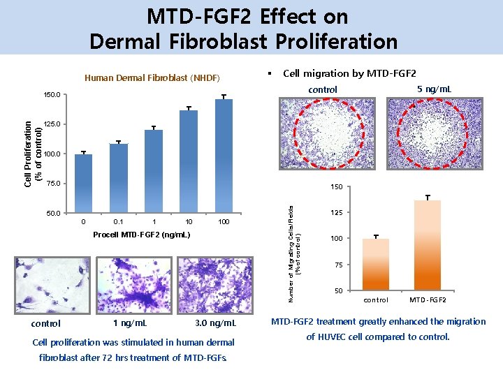 MTD-FGF 2 Effect on Dermal Fibroblast Proliferation Human Dermal Fibroblast (NHDF) § Cell migration