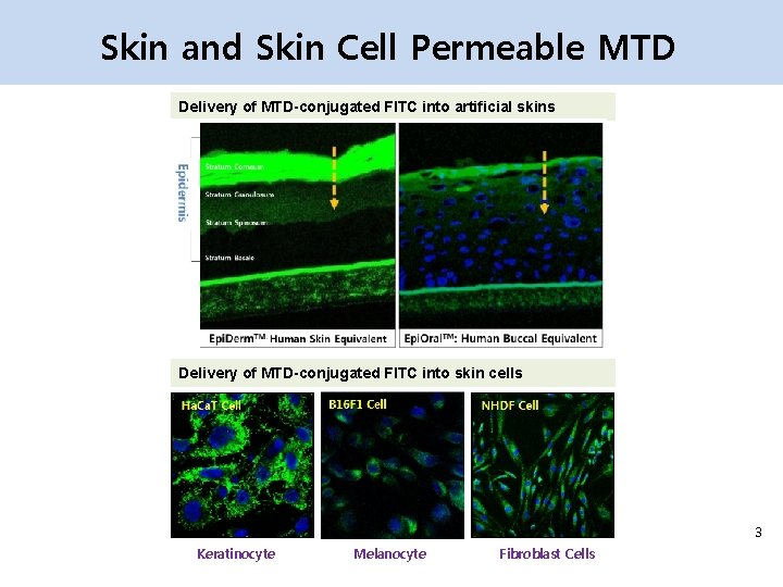 Skin and Skin Cell Permeable MTD Delivery of MTD-conjugated FITC into artificial skins Delivery