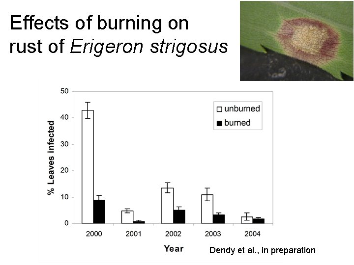 Effects of burning on rust of Erigeron strigosus Dendy et al. , in preparation