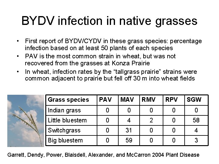 BYDV infection in native grasses • First report of BYDV/CYDV in these grass species: