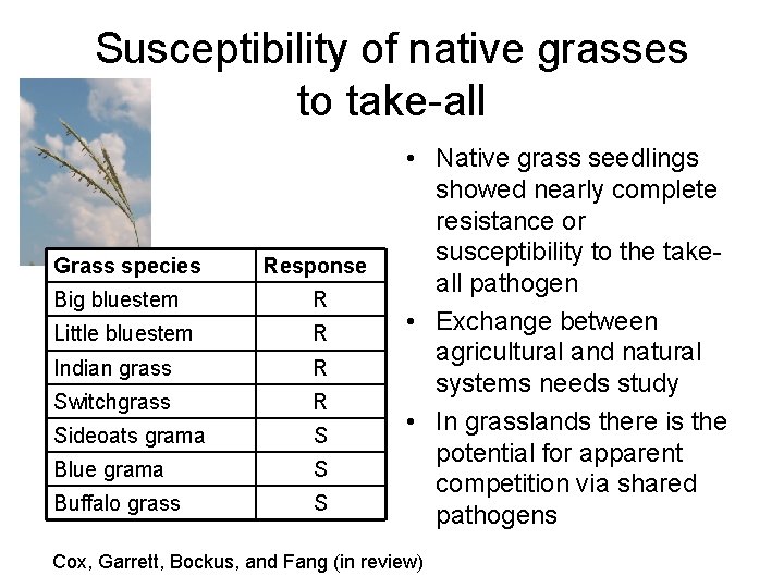 Susceptibility of native grasses to take-all Grass species Response Big bluestem R Little bluestem