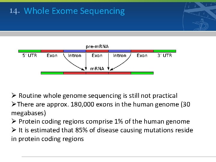 14. Whole Exome Sequencing Ø Routine whole genome sequencing is still not practical ØThere