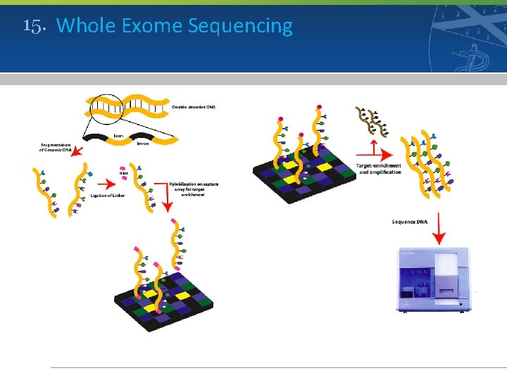 15. Whole Exome Sequencing 
