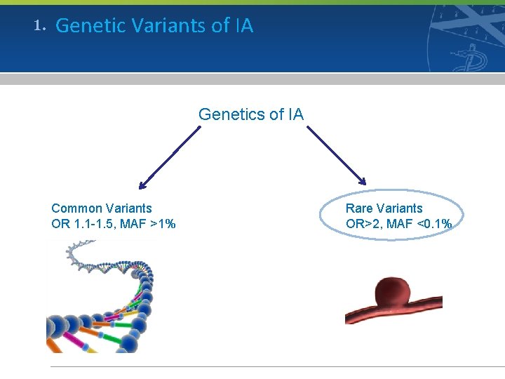 1. Genetic Variants of IA Genetics of IA Common Variants OR 1. 1 -1.