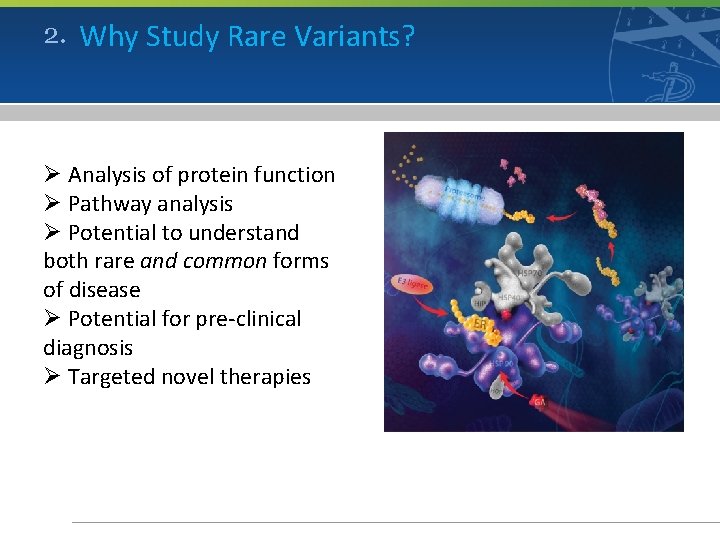 2. Why Study Rare Variants? Ø Analysis of protein function Ø Pathway analysis Ø