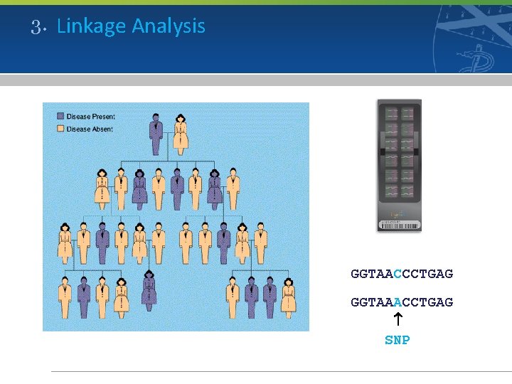 3. Linkage Analysis GGTAACCCTGAG GGTAAACCTGAG SNP 