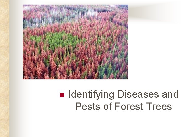 n Identifying Diseases and Pests of Forest Trees n Identifying Diseases and Pests of Forest Trees