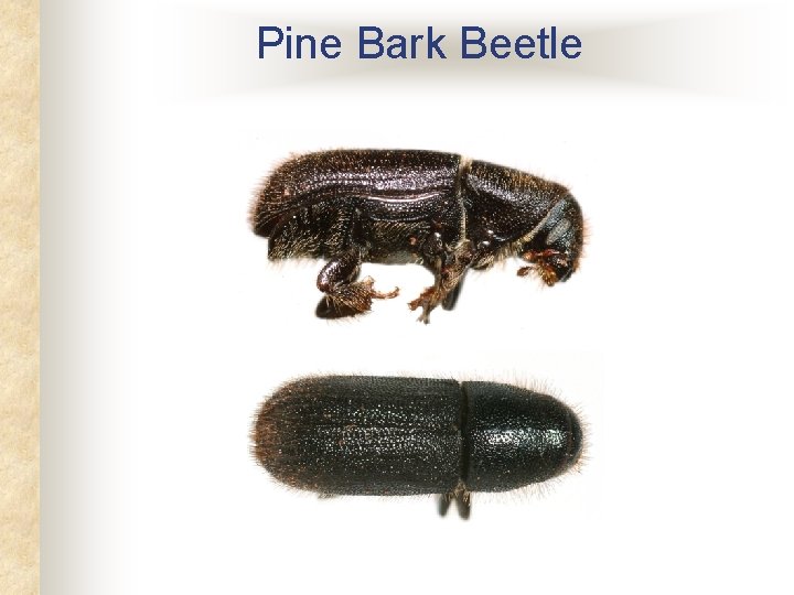 Pine Bark Beetle Pine Bark Beetle
