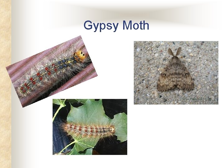 Gypsy Moth Gypsy Moth