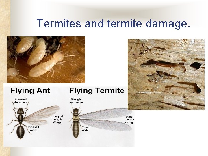 Termites and termite damage. Termites and termite damage.