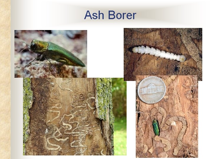 Ash Borer Ash Borer