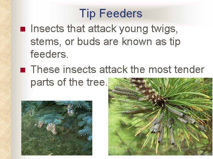 Tip Feeders n n Insects that attack young twigs, stems, or buds are known Tip Feeders n n Insects that attack young twigs, stems, or buds are known