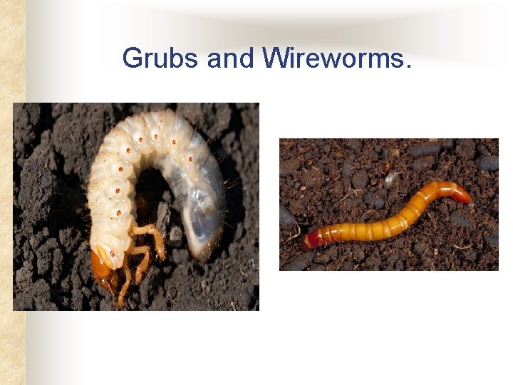 Grubs and Wireworms. Grubs and Wireworms.