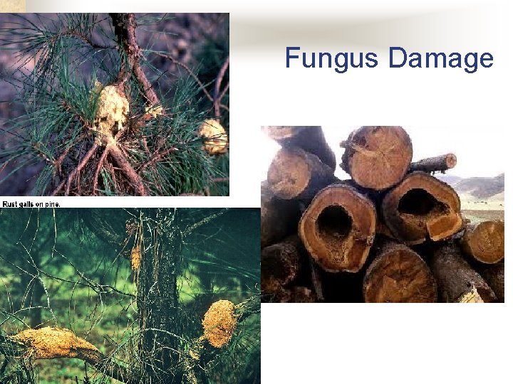 Fungus Damage Fungus Damage