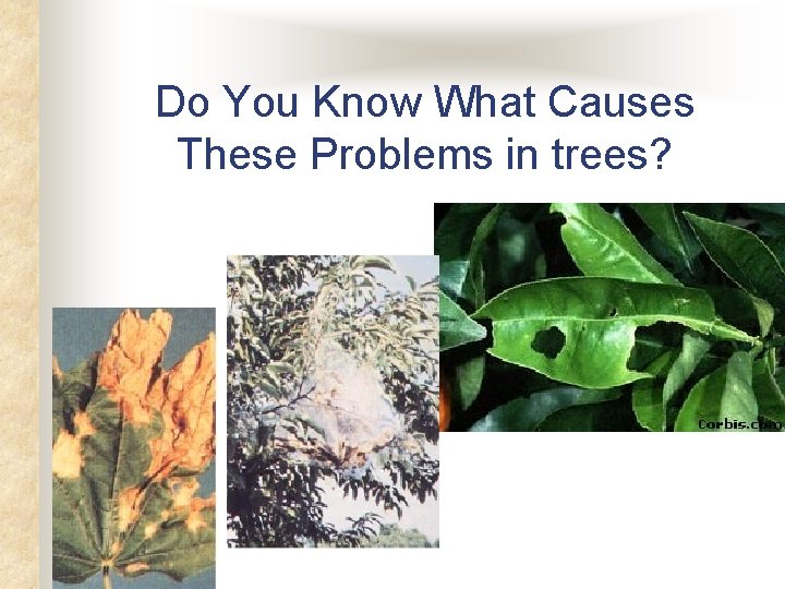 Do You Know What Causes These Problems in trees? Do You Know What Causes These Problems in trees?