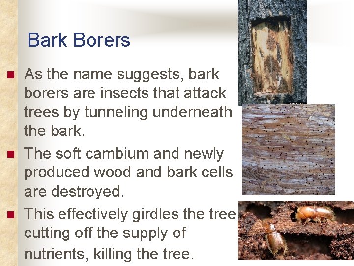 Bark Borers n n n As the name suggests, bark borers are insects that Bark Borers n n n As the name suggests, bark borers are insects that