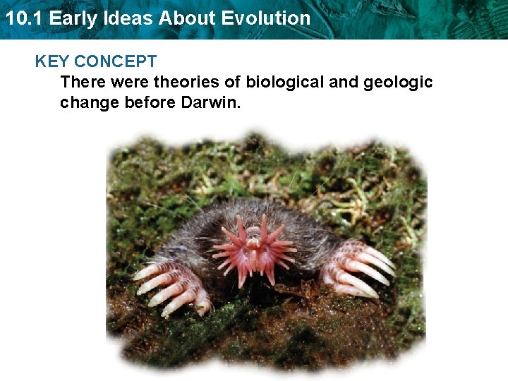 10. 1 Early Ideas About Evolution KEY CONCEPT There were theories of biological and