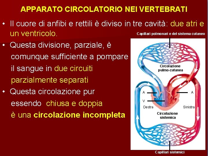 APPARATO CIRCOLATORIO NEI VERTEBRATI • Il cuore di anfibi e rettili è diviso in