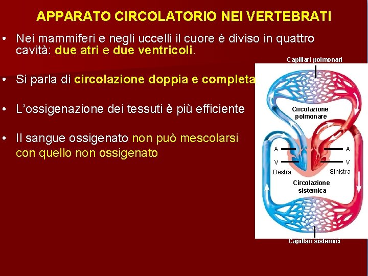 APPARATO CIRCOLATORIO NEI VERTEBRATI • Nei mammiferi e negli uccelli il cuore è diviso